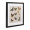 Stupell Industries Antique Butterfly Flight Framed Print Under Glass, design by Dan Meneely